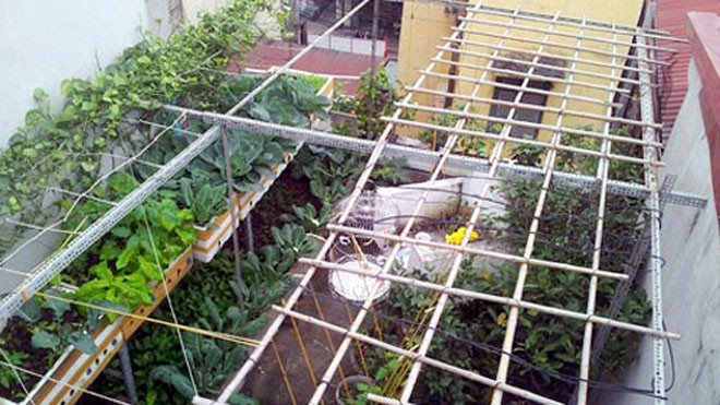 Dịch vụ thiết kế, làm vườn rau tại nhà hút khách