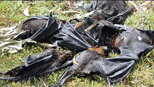 Xác dơi la liệt tại Queensland. (Nguồn: Express.co.uk)