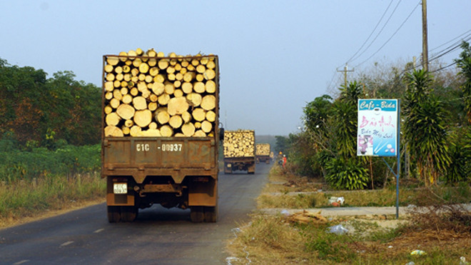Tuyến đường này có rất nhiều xe tải chở gỗ cao su qua lại thường phóng bạt mạng. Ảnh: Nguyệt Triều