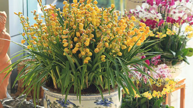 Chậu địa lan giá 42 triệu đồng ở Hà Nội