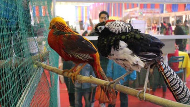 Chim công và chim trĩ Hoàng Đế thuộc “dòng dõi quý tộc”. Chúng không chỉ là món ăn ngon mà còn được coi là vật nuôi mang lại may mắn, thịnh vượng cho gia chủ mà những loài chim khác không thể sánh được.