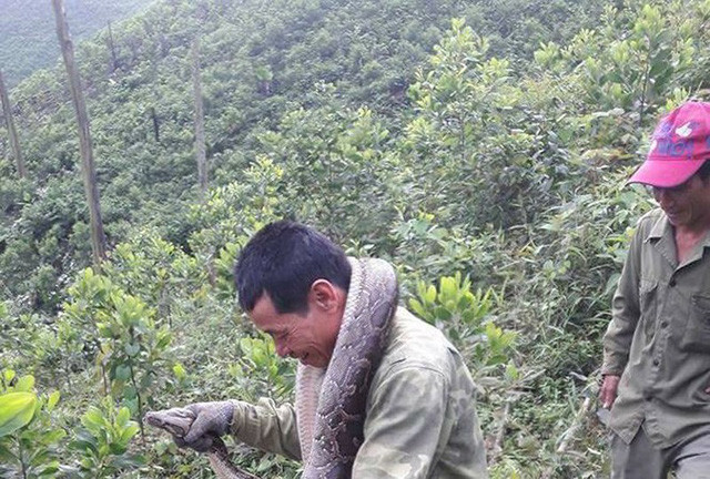 Nhóm người dân Hương Lâm đưa con trăn về nhà