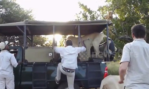 Sư tử trắng nhảy lên xe chở học sinh