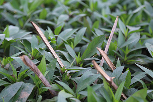 Chông bằng thanh tre cắm kín vườn hoa. Ảnh: Phạm Dự.