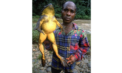 5 loài động vật khổng lồ đến độ 'khó tin'