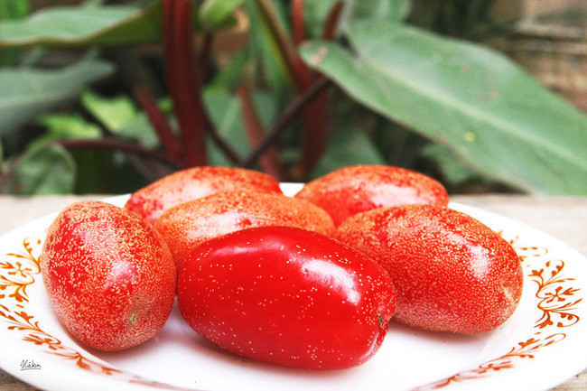 Quả nhót vào mùa: Những công dụng đặc biệt với sức khỏe