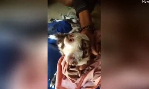 Dê con có hai mặt, bốn mắt ở Pakistan