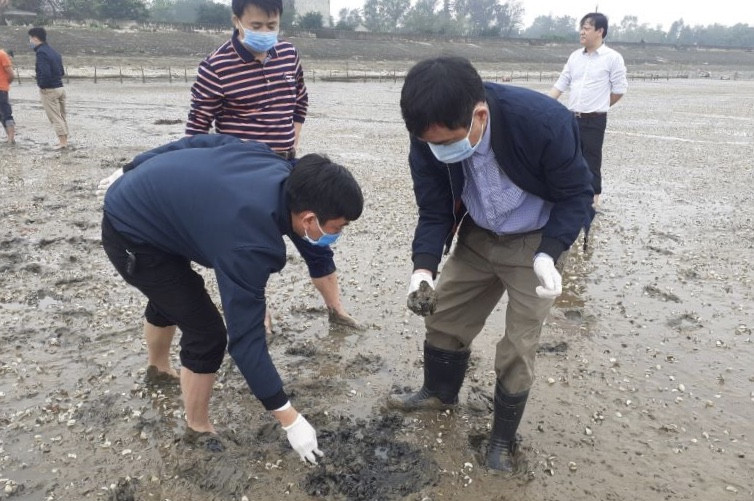 Người dân lo lắng khi ngao chết bất thường trên diện rộng