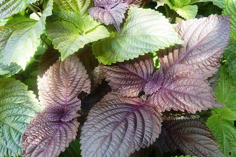 Tắm trắng bằng lá tía tô hiệu quả gấp nhiều lần mỹ phẩm