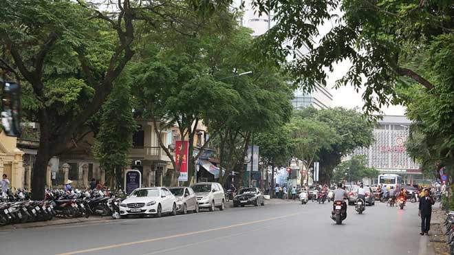 12 cây sưa quý hiếm cần được bảo tồn sẽ được chuyển về Công viên Thống nhất để trồng và chăm sóc.