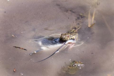 Rắn nước nuốt cá da trơn khủng gây bão mạng