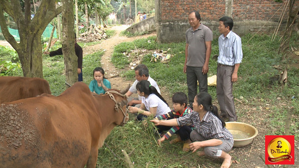 Cặp bò đã làm thay đổi cuộc sống của gia đình anh Vân rất nhiều
