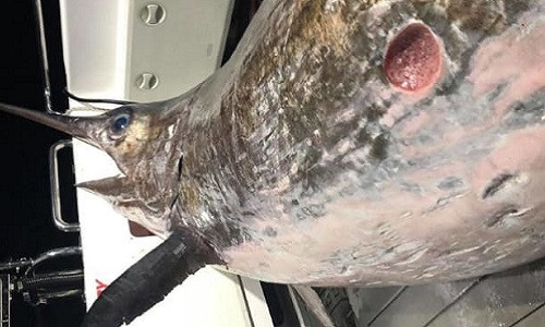 Các ngư dân chụp ảnh bên con cá kiếm lớn nhất Australia. Ảnh: Sydney Morning Herald.