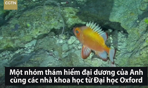 Phát hiện hơn 100 loài động, thực vật mới dưới biển sâu