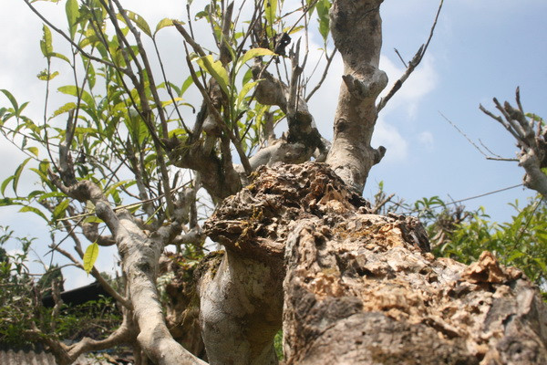 Chè cổ thụ Suối Giàng đang bị mối tấn công.