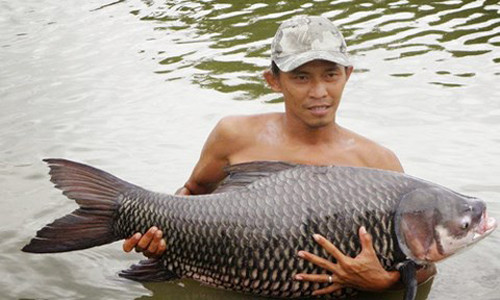 Cá hô bố mẹ tại ao nuôi của Trung tâm giống thủy sản nước ngọt Nam bộ. Ảnh: NVCC.