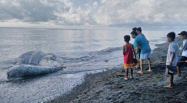 Xác của con vật kỳ bí khiến nhiều người dân địa phương hiếu kỳ kéo đến xem. Ảnh: Daily Mail