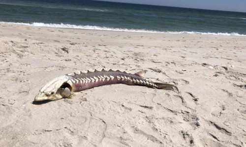 Xác sinh vật lạ dạt vào bờ biển Mỹ 