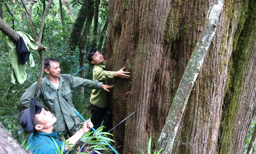 Cây pơ mu cực khủng, nhiều người ôm không xuể