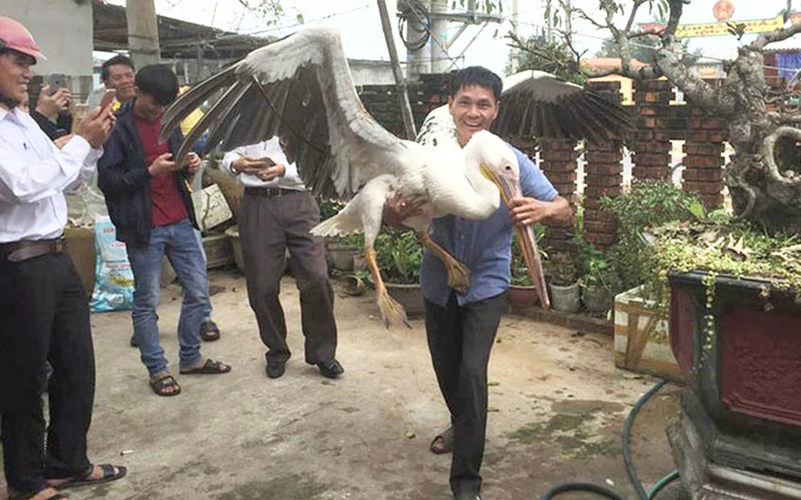 Chim bồ nông quý hiếm sa lầy ở Cửa Việt