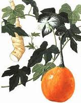 Bài thuốc chữa bệnh đái tháo đường