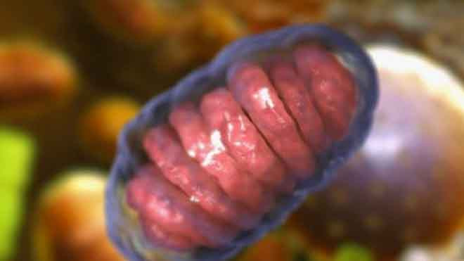 Các nhà khoa học đã phát hiện cách để đoán chính xác tuổi thọ của giun.