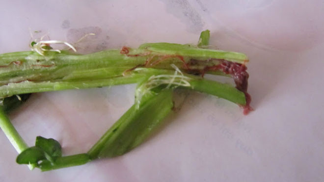 Hình ảnh chia sẻ trên mạng gây hoang mang cho người dân.