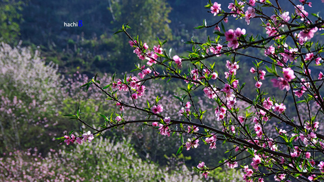 Thung lũng Mộc Châu thắm sắc hoa đào