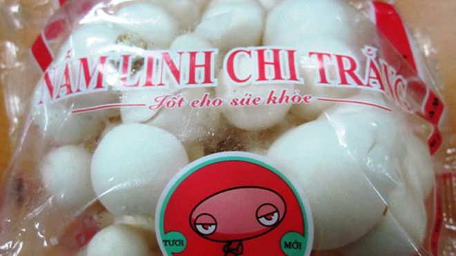 Nấm linh chi trắng có nguồn gốc từ Trung Quốc. Ảnh: Thi Hà.