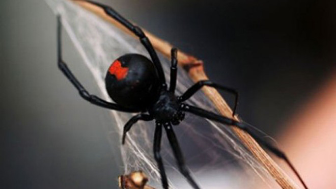 Chữa chứng liệt dương bằng... nọc độc nhện