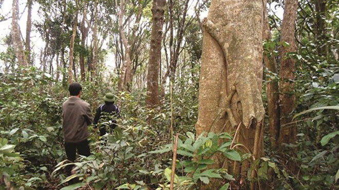 Khu rừng đặc biệt Rừng Lòi Chùa là khu rừng nguyên sinh hiếm hoi hiện hữu sát bên những ngôi nhà ngói ở thôn Đông Thành - nằm cách TP.Đồng Hới chừng 10km, cách quốc lộ 1A chừng 4km. Đã hàng trăm năm nay, người dân luôn xem đây là khu rừng thiêng và là “l