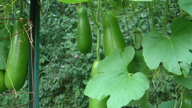 Suýt hoại tử ruột vì nhét cả quả bí vào hậu môn