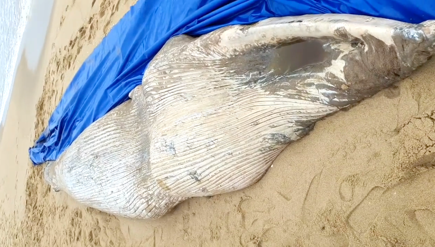 Cá Voi trắng chết dạt vào bờ biển Quảng Bình.