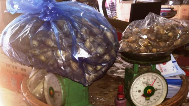 Quả thuốc phiện bán ở nhà thuốc cho một số người muốn ngâm rượu. Ảnh: A.X