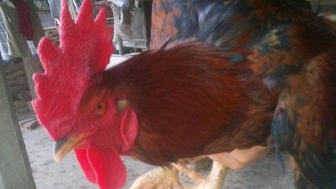 Một con gà trống nhiều cựa ở Tân Sơn.