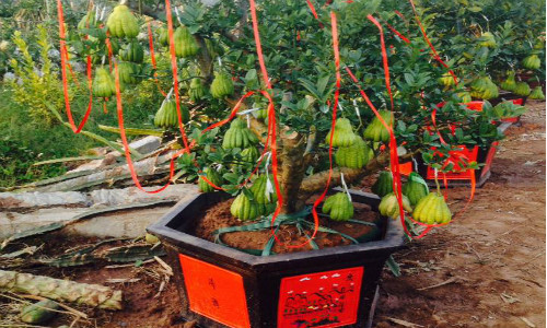 Các chậu phật thủ bonsai của vườn anh Tạ Tùy Duy được trang trí để giao cho khách.