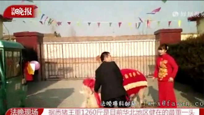 Cô dâu cưỡi lợn khủng vào nhà chồng