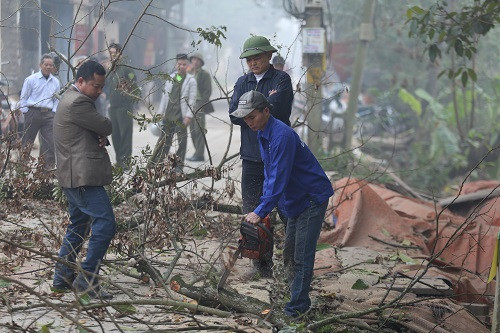 Cộng đồng dân cư thôn Phụ Chính chặt hạ hai cây sưa hồi tháng 1/2019. Ảnh: Gia Chính