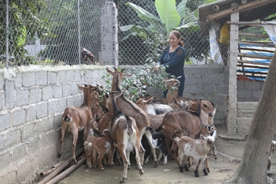 Agribank tập trung nguồn vốn sản xuất, kinh doanh và chủ động đẩy lùi tín dụng đen 