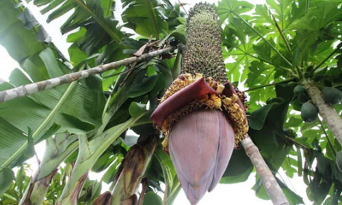 Chiêm ngưỡng buồng chuối 'lạ' hơn 100 nải