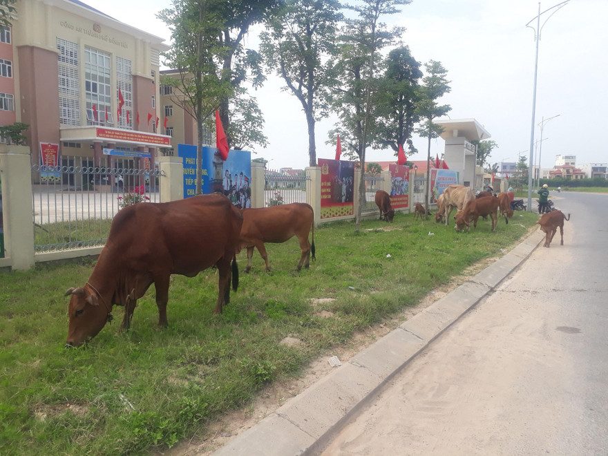 Đàn bò được thả rông trong phố gây mất mĩ quan đô thị.