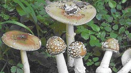 Cảnh báo 4 loại nấm độc thường gặp ở Việt Nam