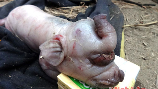 Con vật được gọi là "voi" 