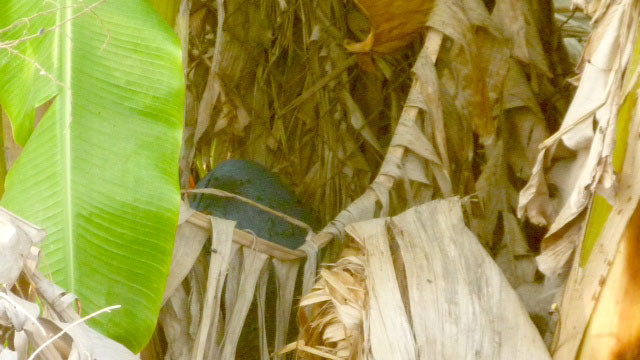 Xác chết đang phân hủy nằm trong bụi chuối