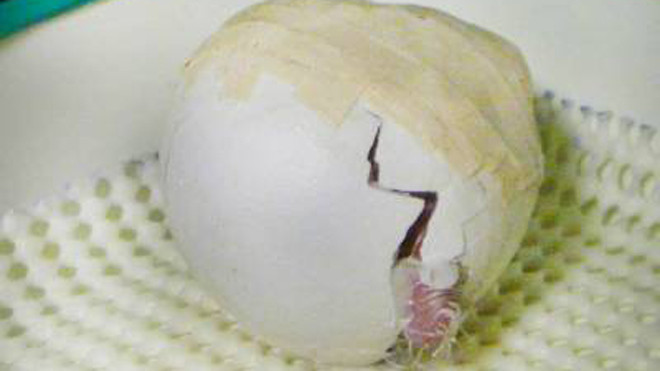 Sự sống thần kỳ hồi sinh từ quả trứng bị dập