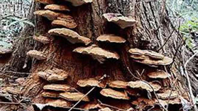 Nấm Lim mọc trên thân, tinh chất thấp