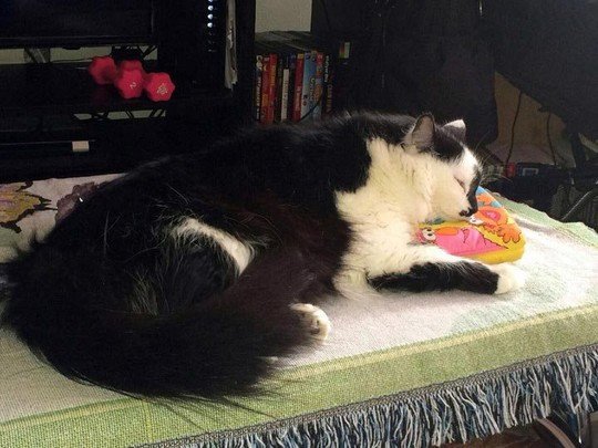 Chú mèo 10kg 'nhốt' cả gia đình chủ nhà