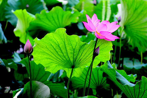 Khỏe và đẹp nhờ sen