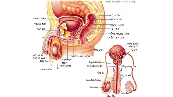 Cấu tạo của tinh hoàn trong bìu.