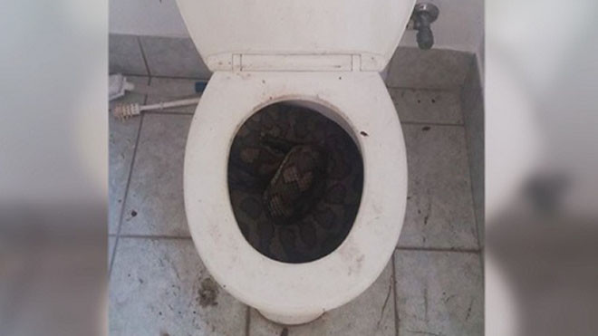 Con trăn dài ba mét cuộn tròn trong bồn cầu nhà dân ở Townsville, Queensland. Ảnh: Elliot Budd.